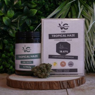 Tropical Haze - Hydroponie - DUKE